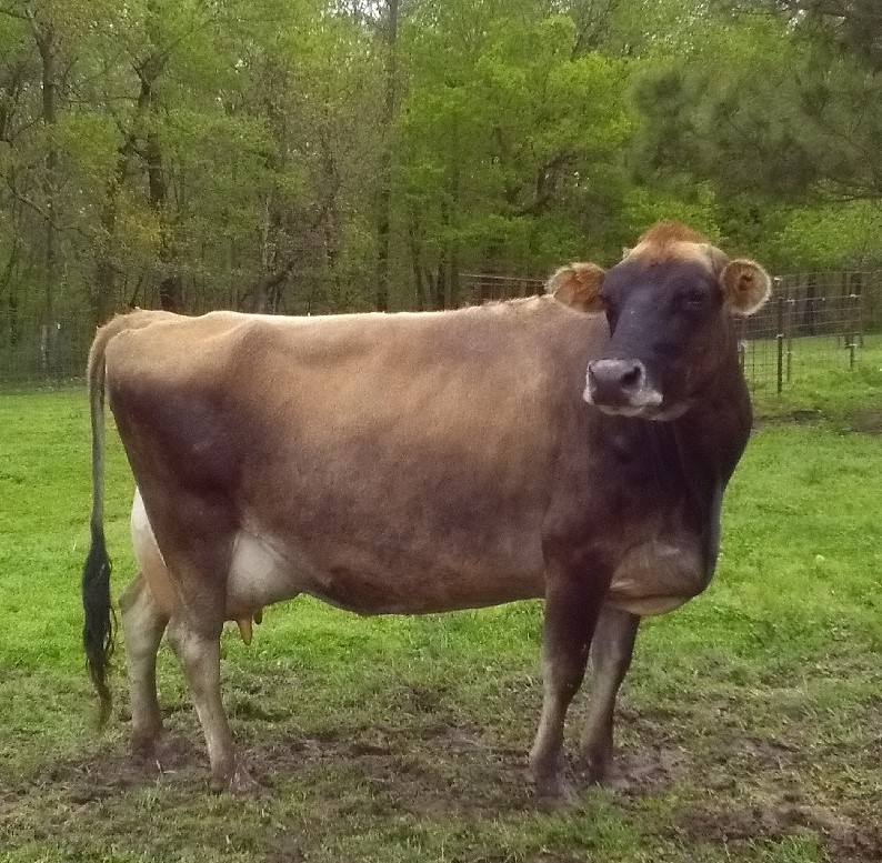 Jersey Cattle for sale - Professional Breeders/Closed Herd